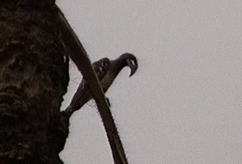 African Gray Hornbill - ML610028008