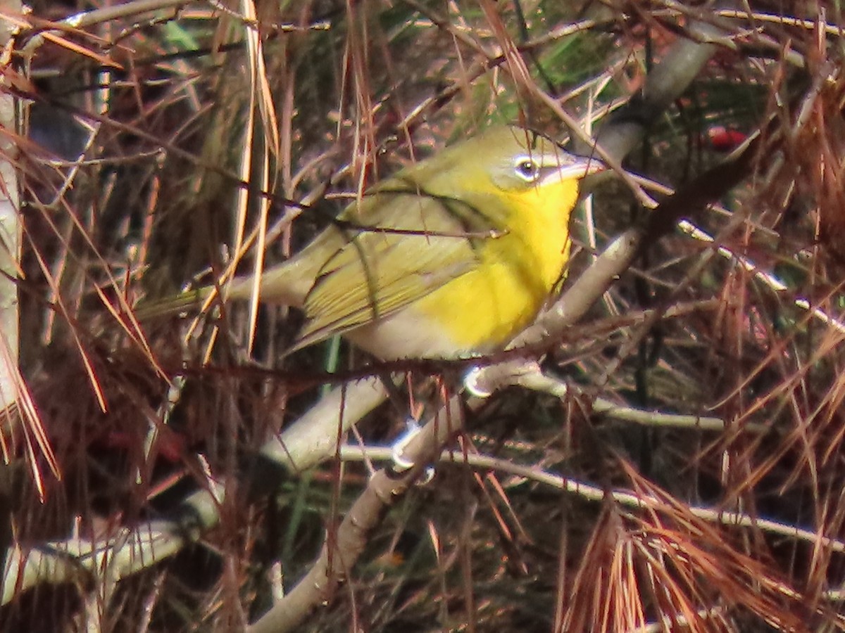 North Carolina Bird Atlas Checklist - 16 Oct 2023 - Loblolly Hill - 14