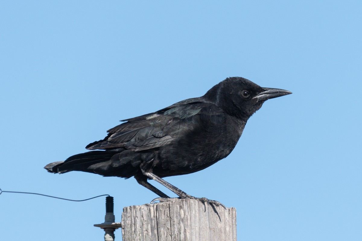 Boat-tailed Grackle - ML610028553
