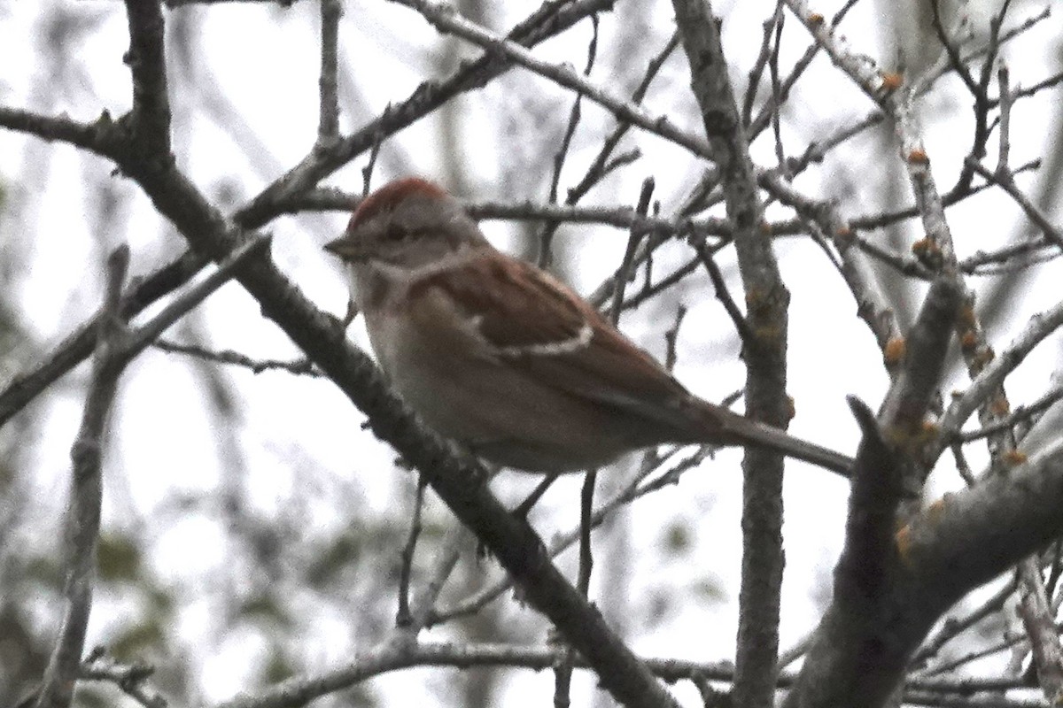 American Tree Sparrow - ML610028611