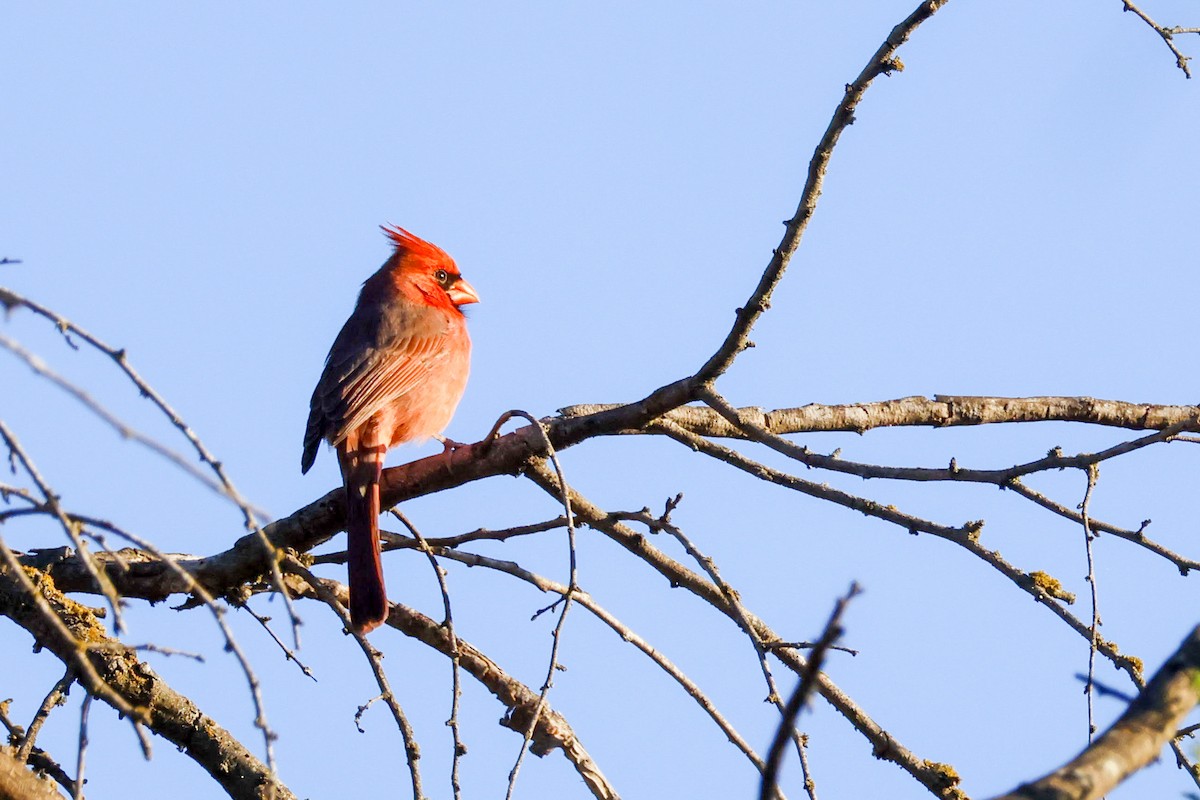 Northern Cardinal (Common) - ML610028852