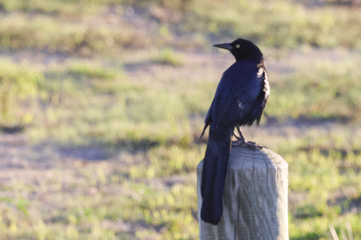 Great-tailed Grackle (Great-tailed) - ML610028874