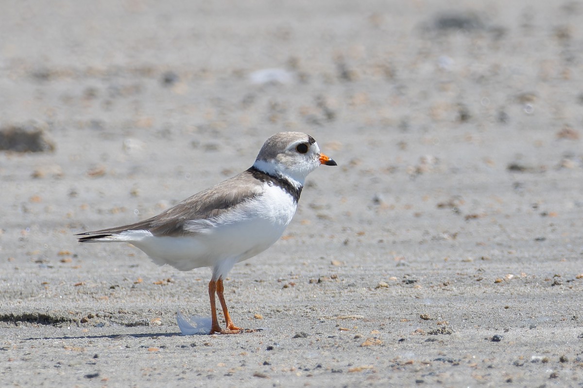 Piping Plover - ML610028953