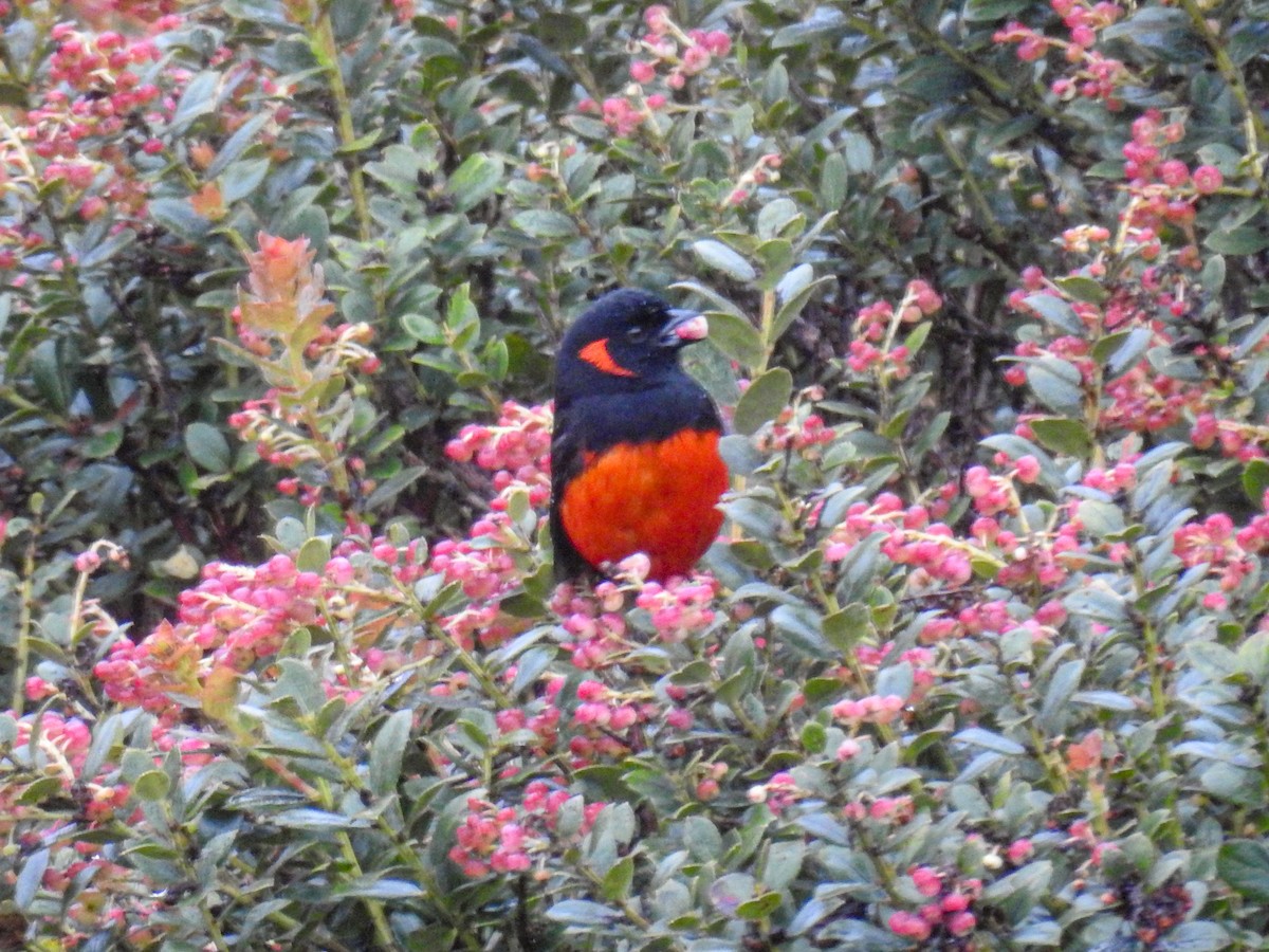 Scarlet-bellied Mountain Tanager - ML610029052
