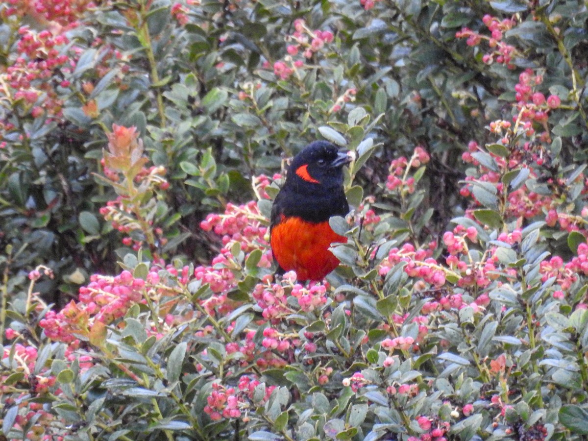 Scarlet-bellied Mountain Tanager - ML610029053