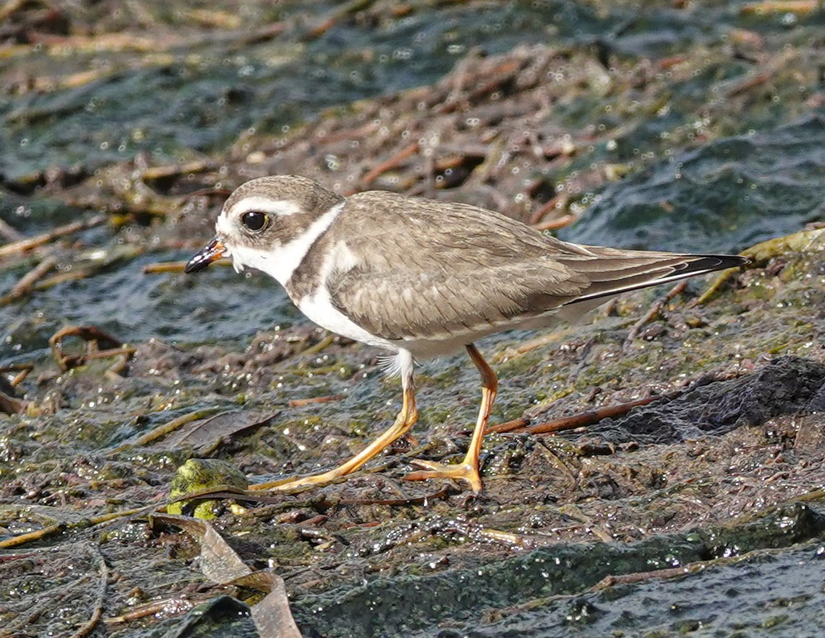 Piping Plover - ML610029210