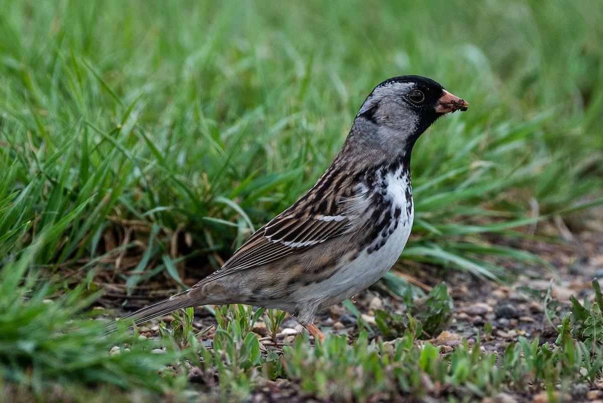 Harris's Sparrow - ML610029218