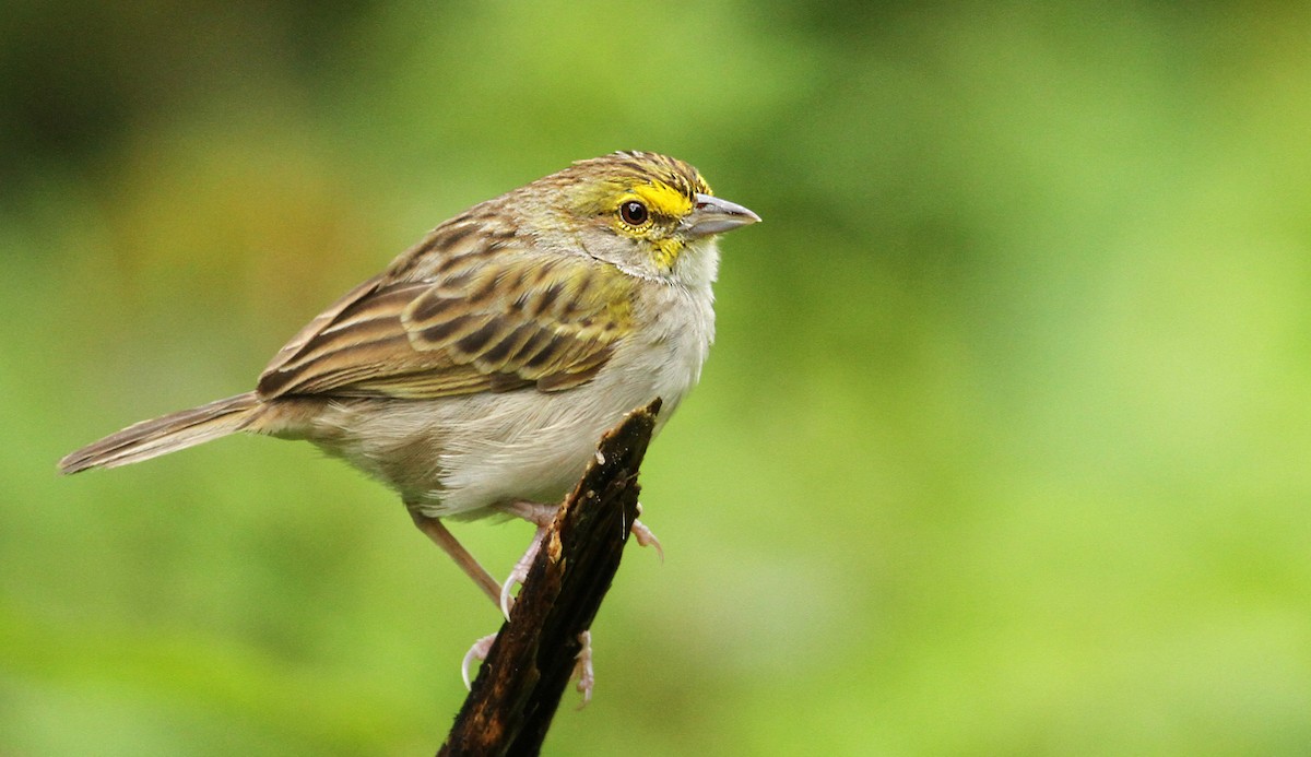 Yellow-browed Sparrow - ML61002931