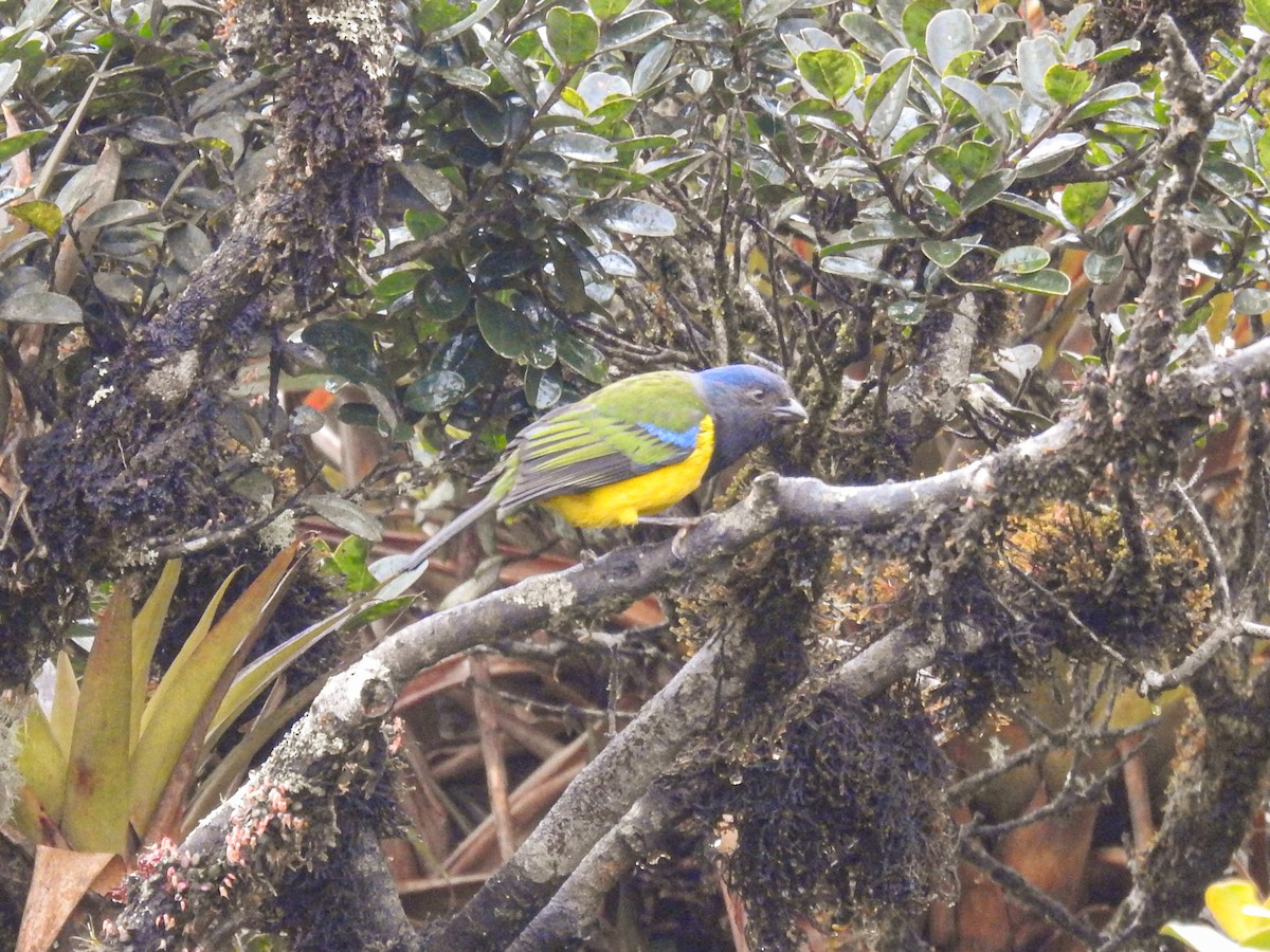 Black-chested Mountain Tanager - ML610029363