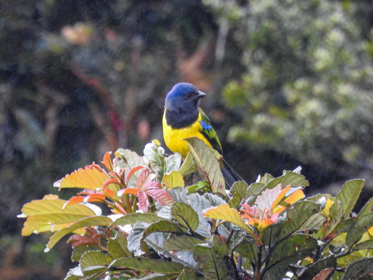 Black-chested Mountain Tanager - ML610029365