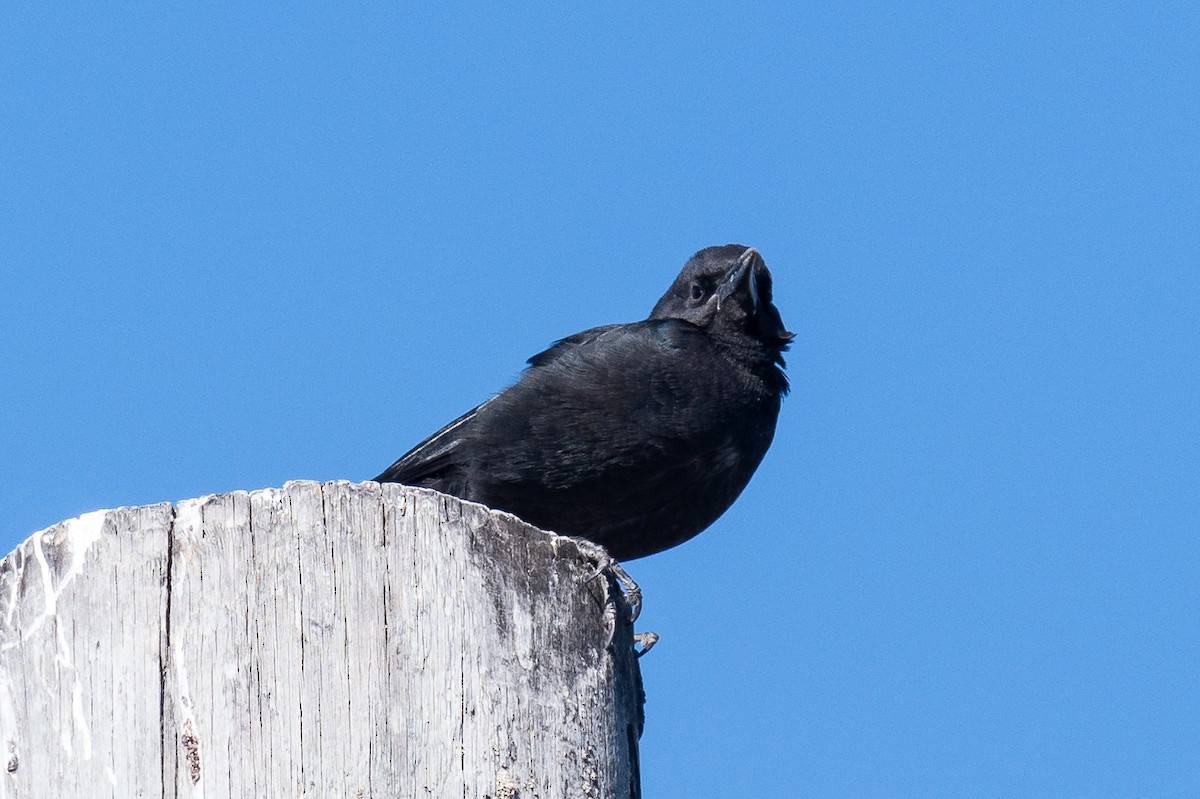 Boat-tailed Grackle - ML610029420