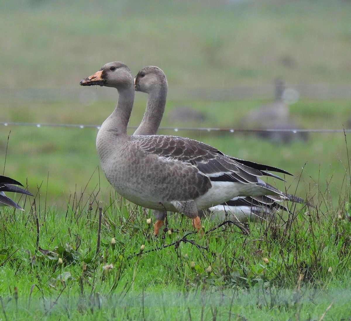 Greater White-fronted Goose - ML610029542