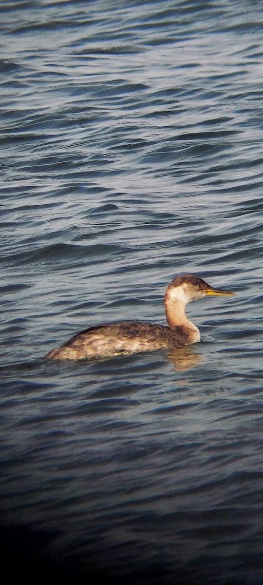 Red-necked Grebe - ML610029859