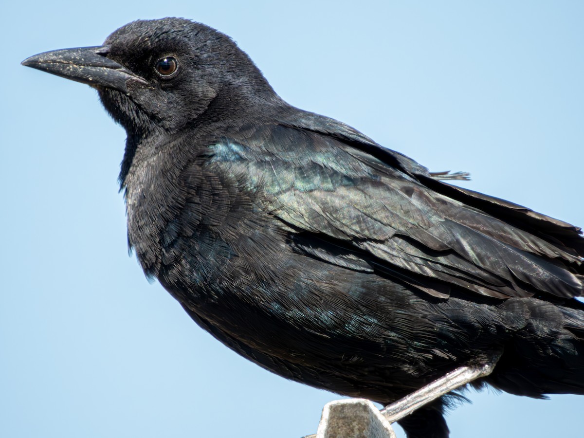 Boat-tailed Grackle - ML610030013