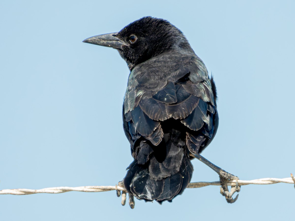 Boat-tailed Grackle - ML610030014