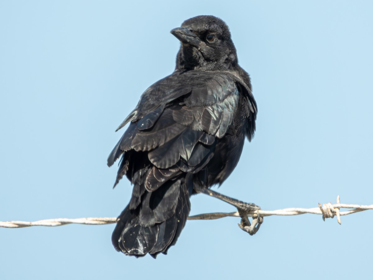 Boat-tailed Grackle - ML610030018