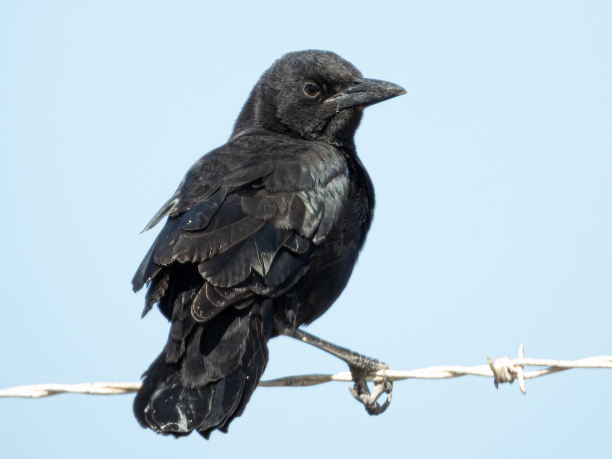Boat-tailed Grackle - ML610030021
