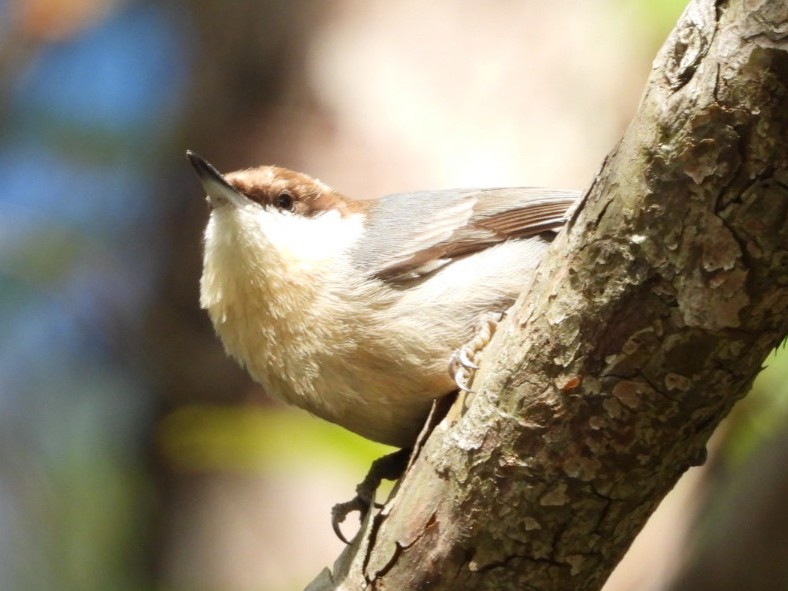 Brown-headed Nuthatch - ML610030202