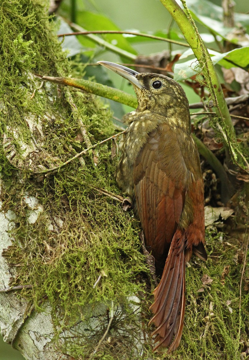 Spotted Woodcreeper - ML61003031
