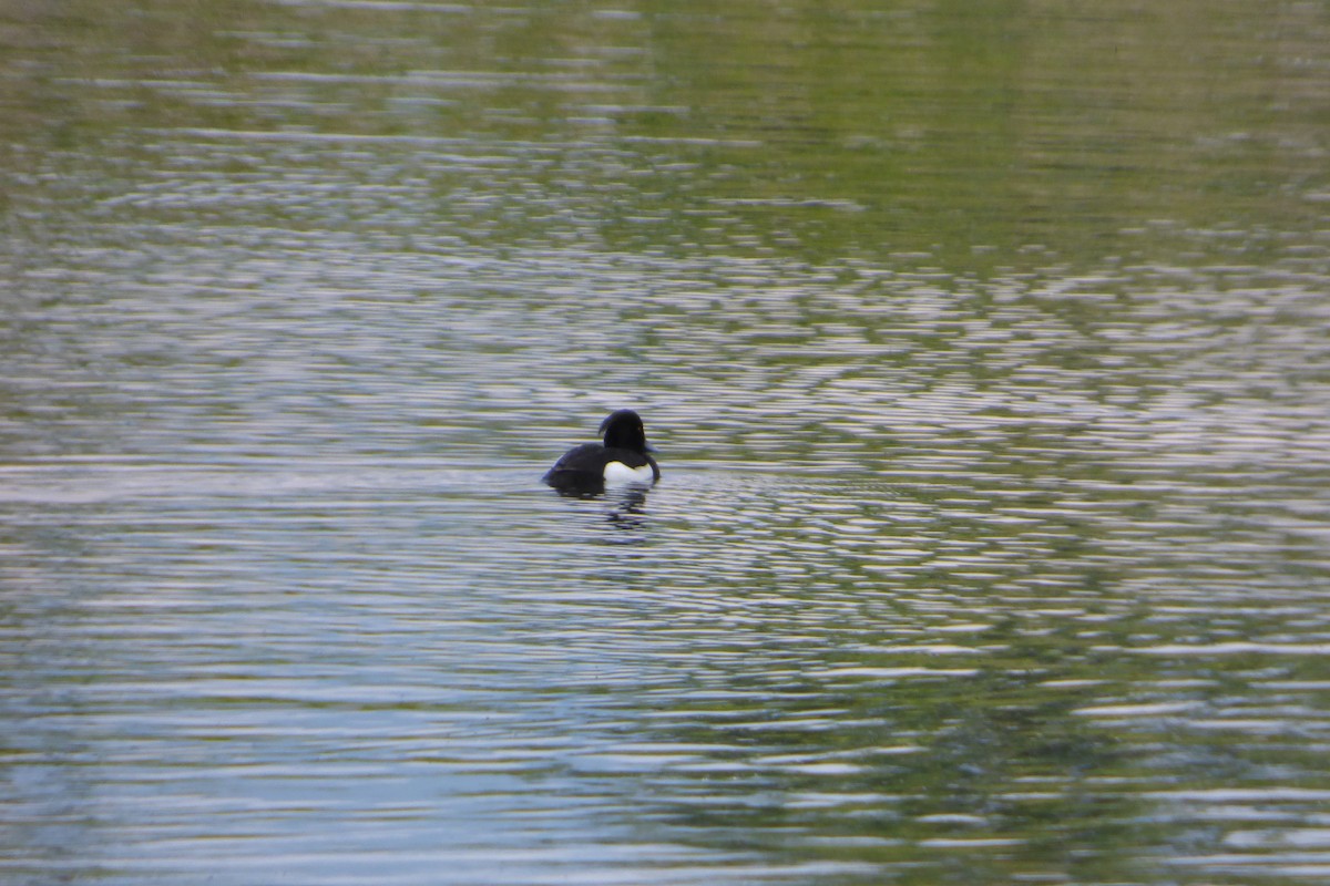 Tufted Duck - ML610030610
