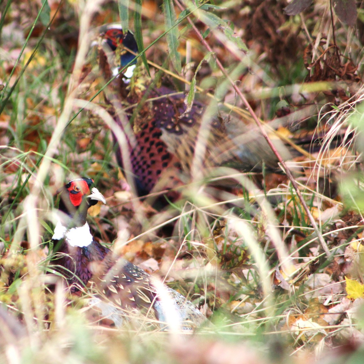Ring-necked Pheasant - ML610030710