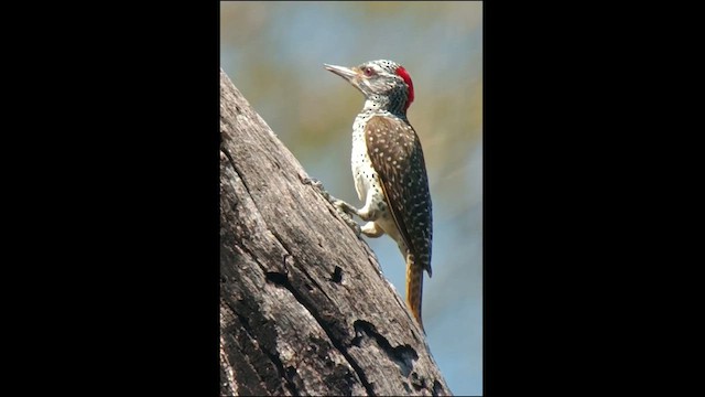 Nubian Woodpecker - ML610030893