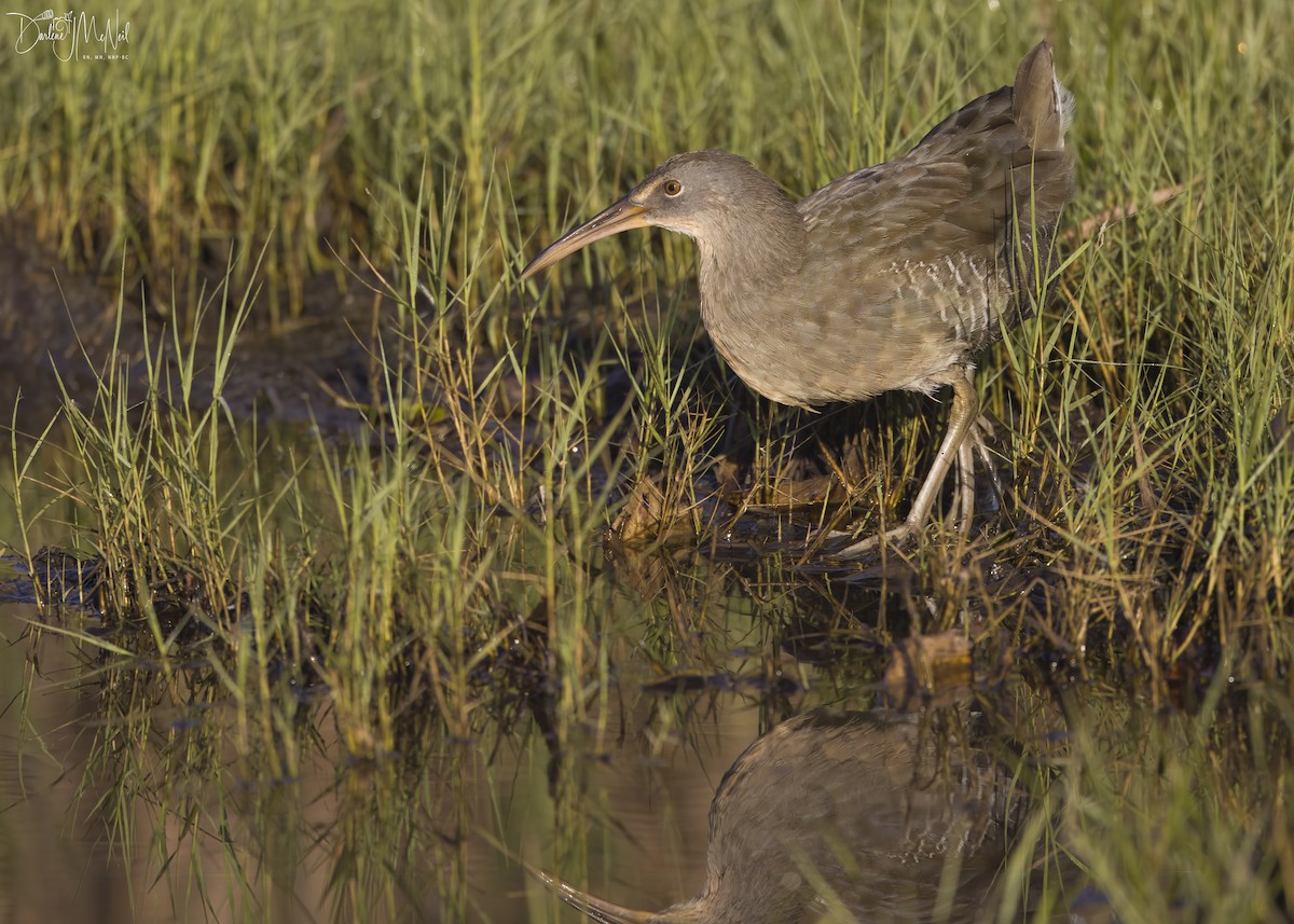 eBird Checklist 10 Oct 2023 Timber Point Golf CourseEast Marina