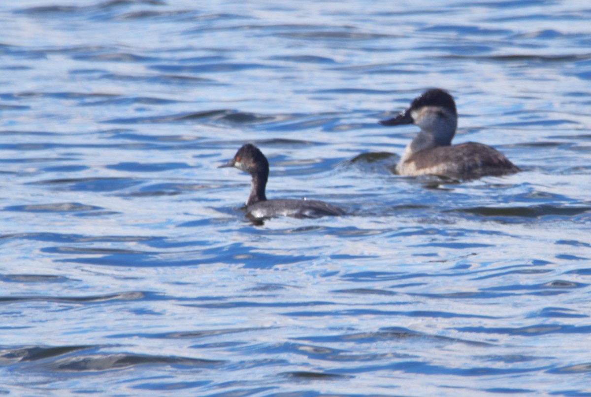 EBird Checklist - 16 Oct 2023 - Edwin B. Forsythe NWR (formerly Brig ...