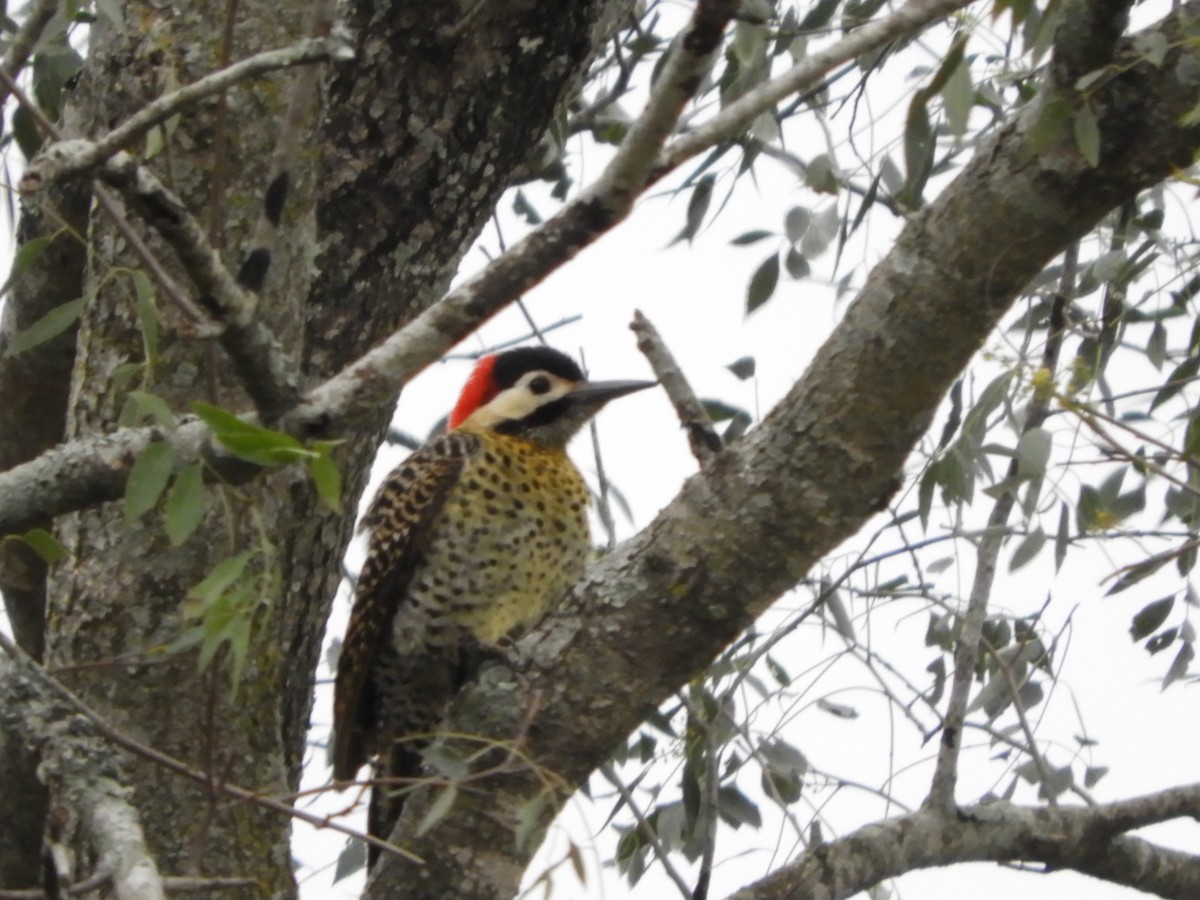 Green-barred Woodpecker - ML610032200