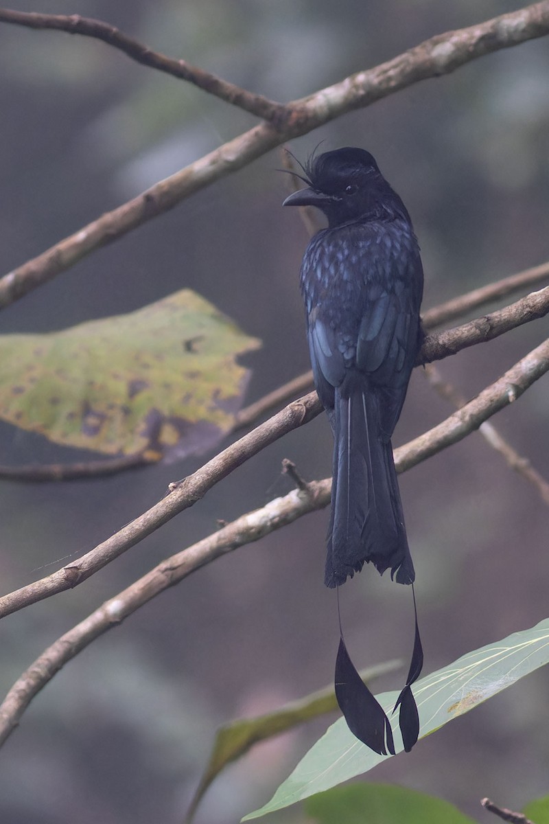 Greater Racket-tailed Drongo - ML610032759