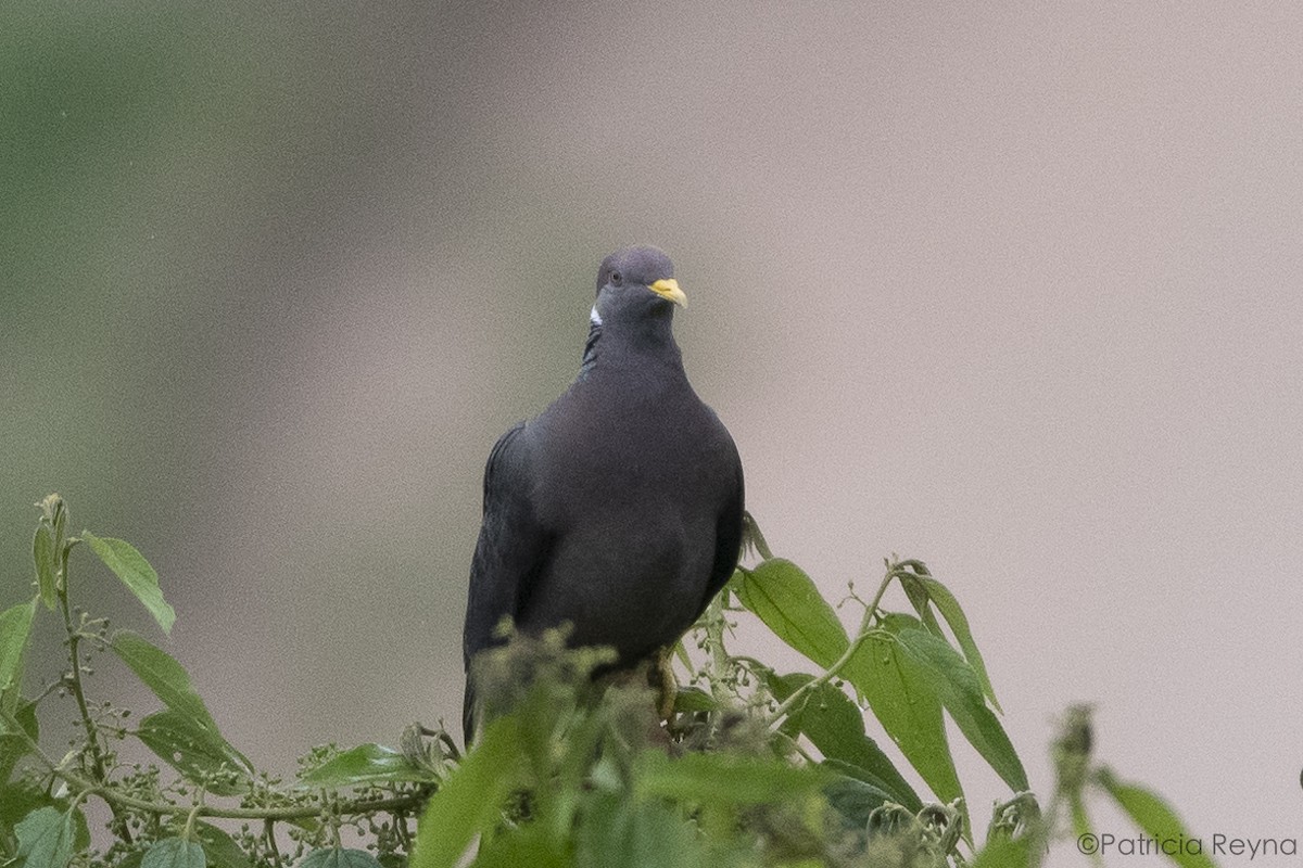Band-tailed Pigeon - ML610032778