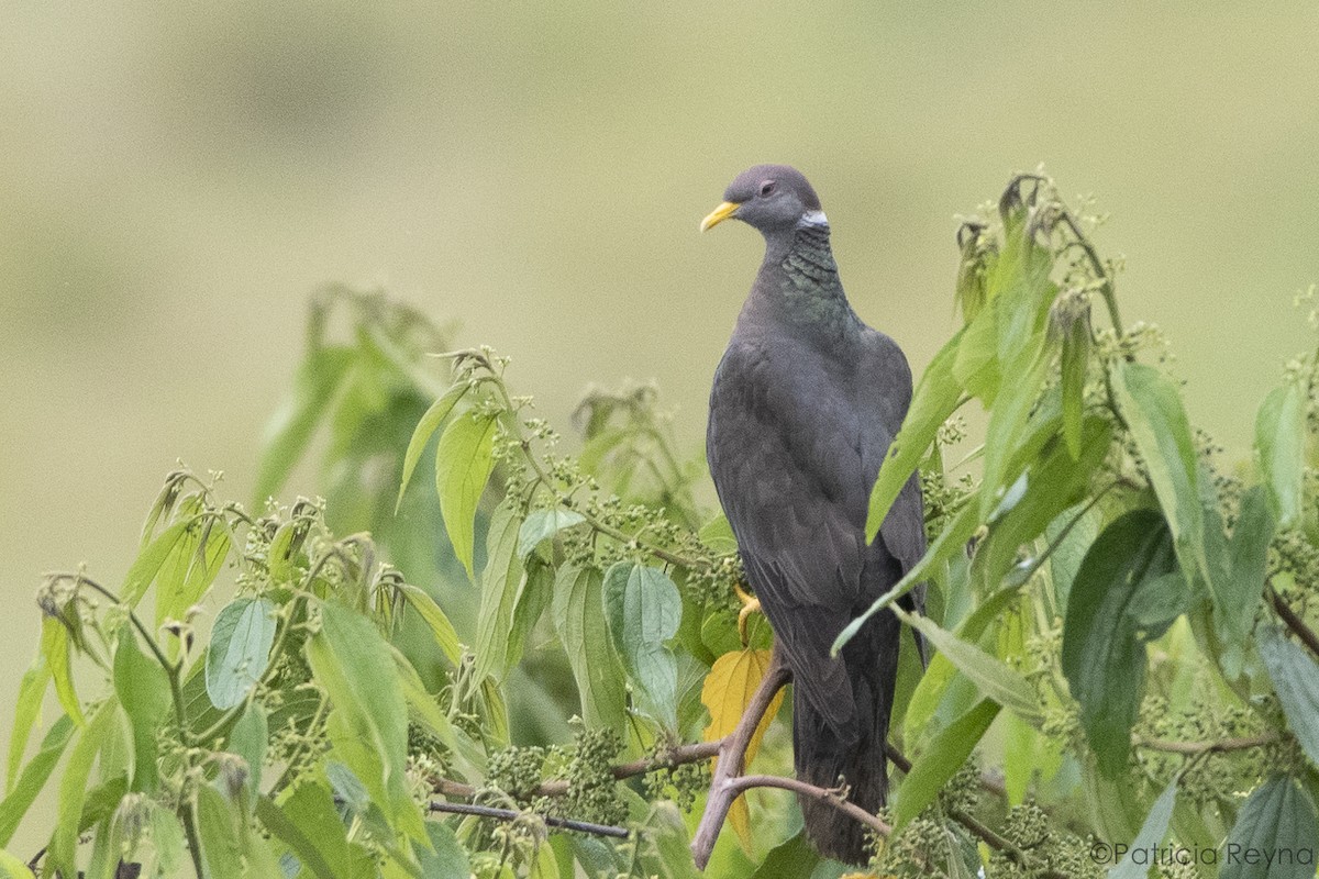 Band-tailed Pigeon - ML610032779