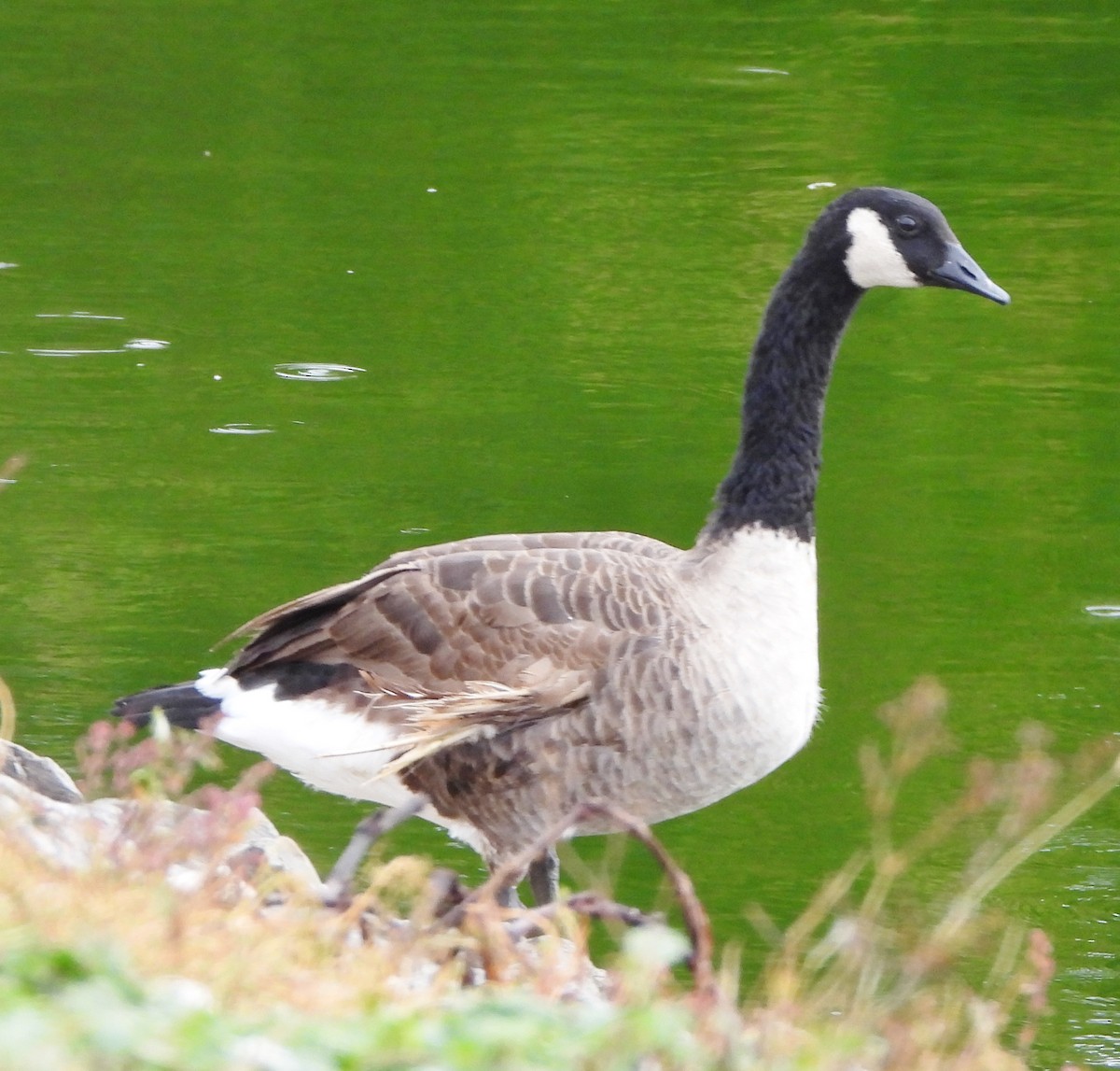 eBird Checklist 16 Oct 2023 Rochester WTP (CLOSED ON WEEKENDS