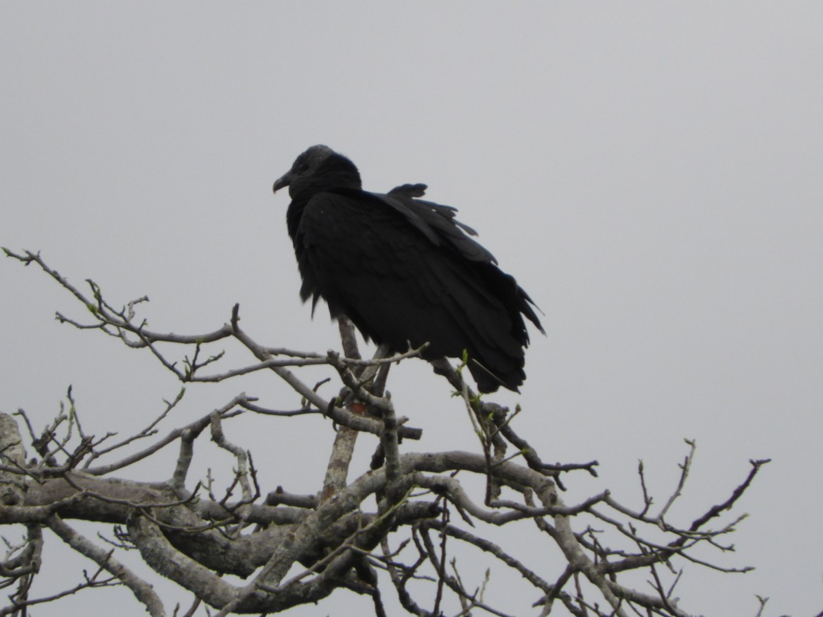 Black Vulture - ML610033407