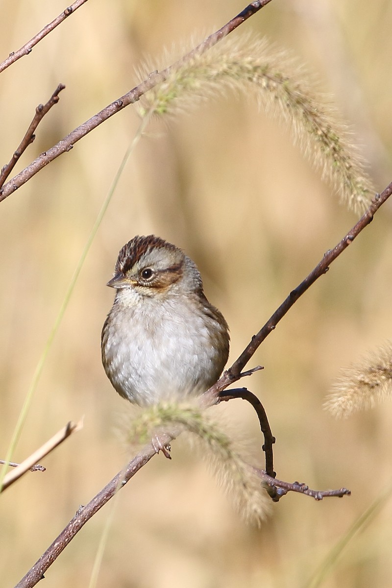 Swamp Sparrow - ML610033591
