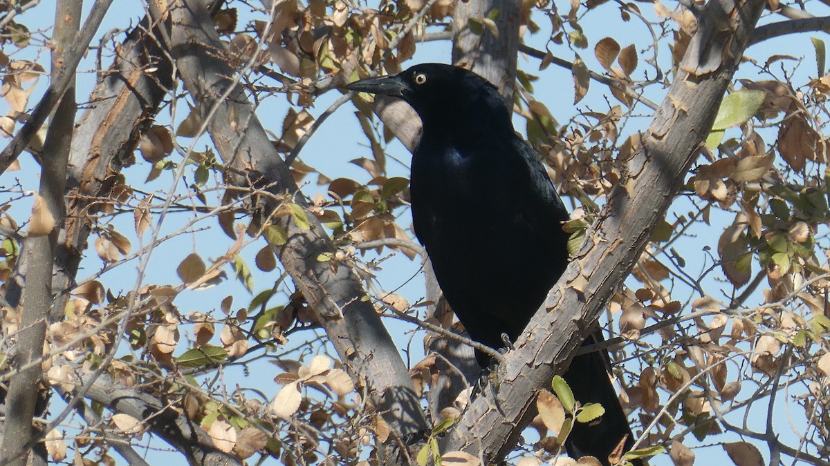 Great-tailed Grackle - ML610033754