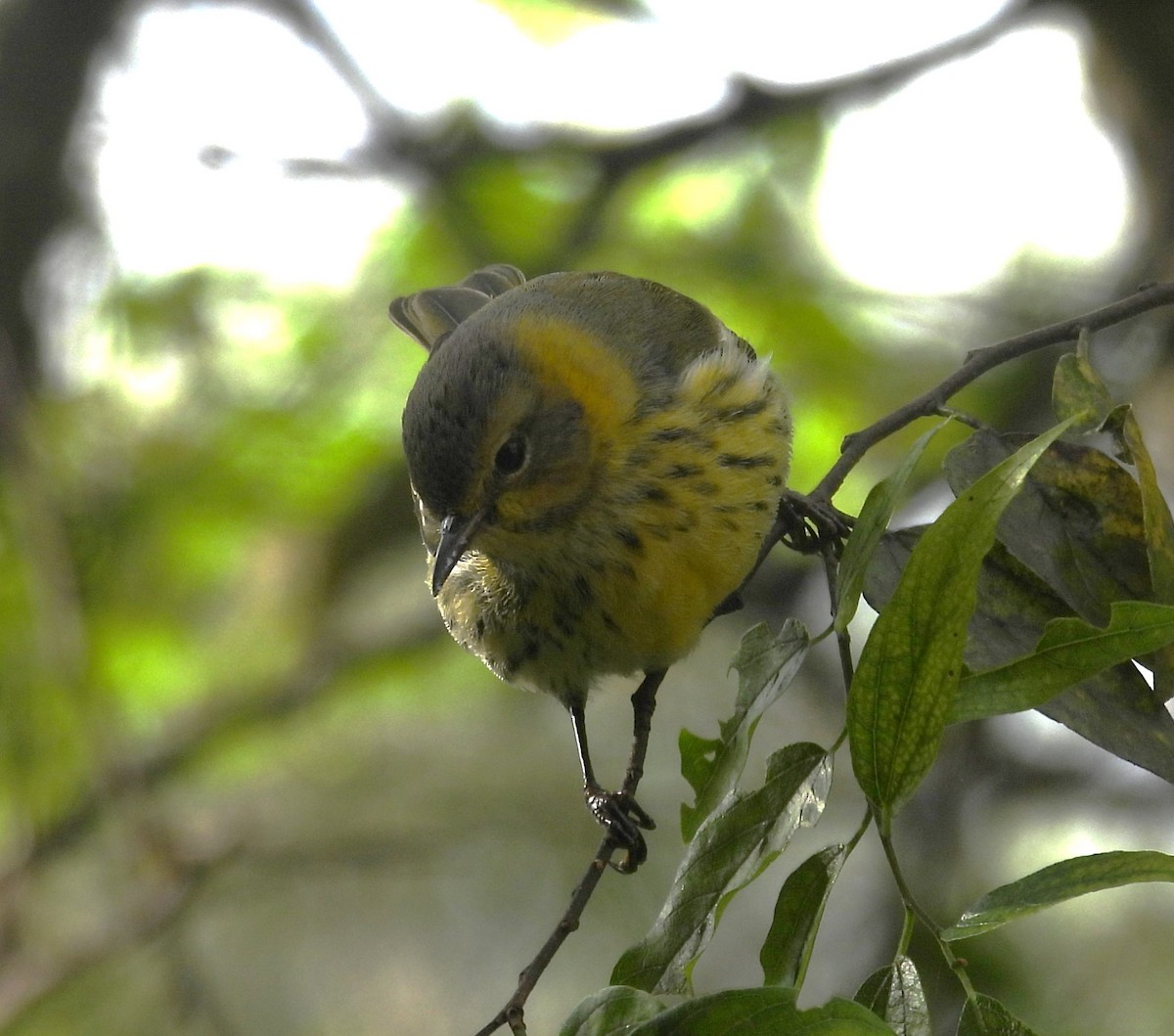 Cape May Warbler - ML610033884