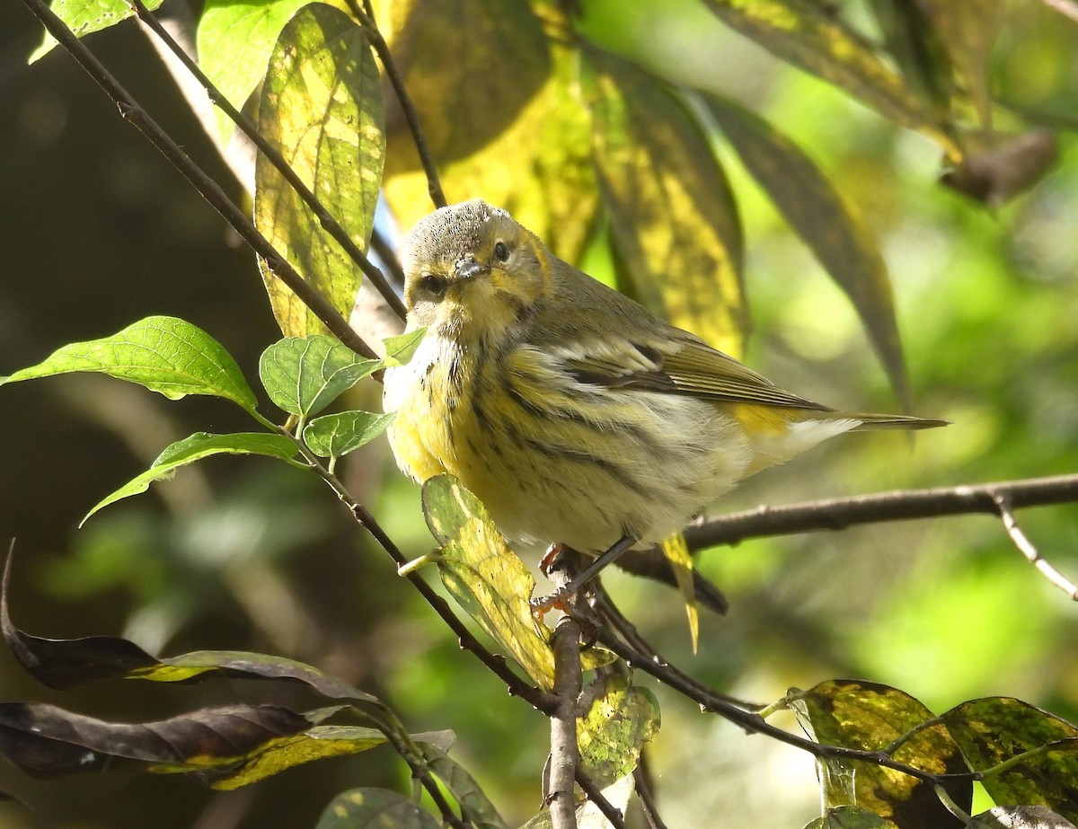 Cape May Warbler - ML610033887