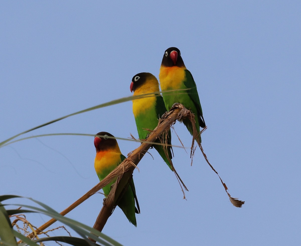 Yellow-collared Lovebird - ML610034412
