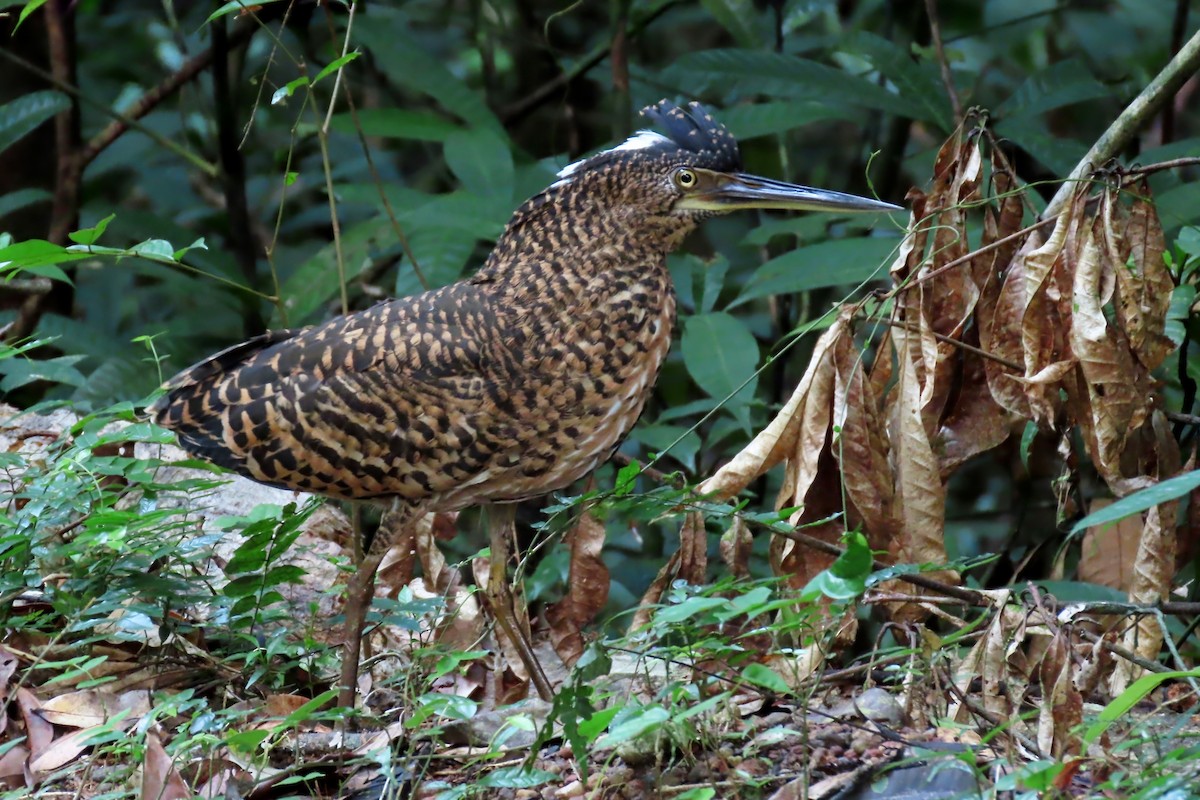 White-crested Tiger-Heron - ML610034449