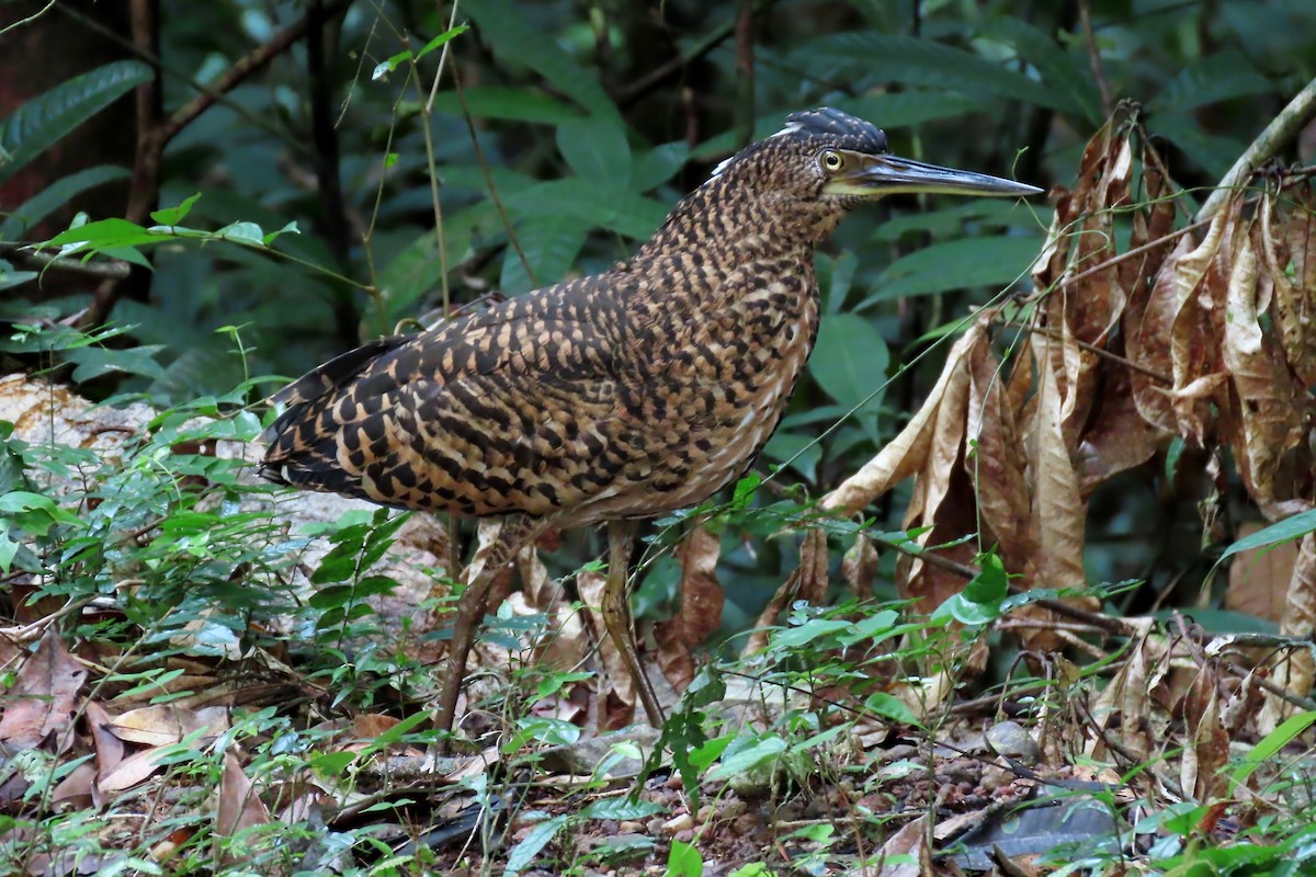 White-crested Tiger-Heron - ML610034450