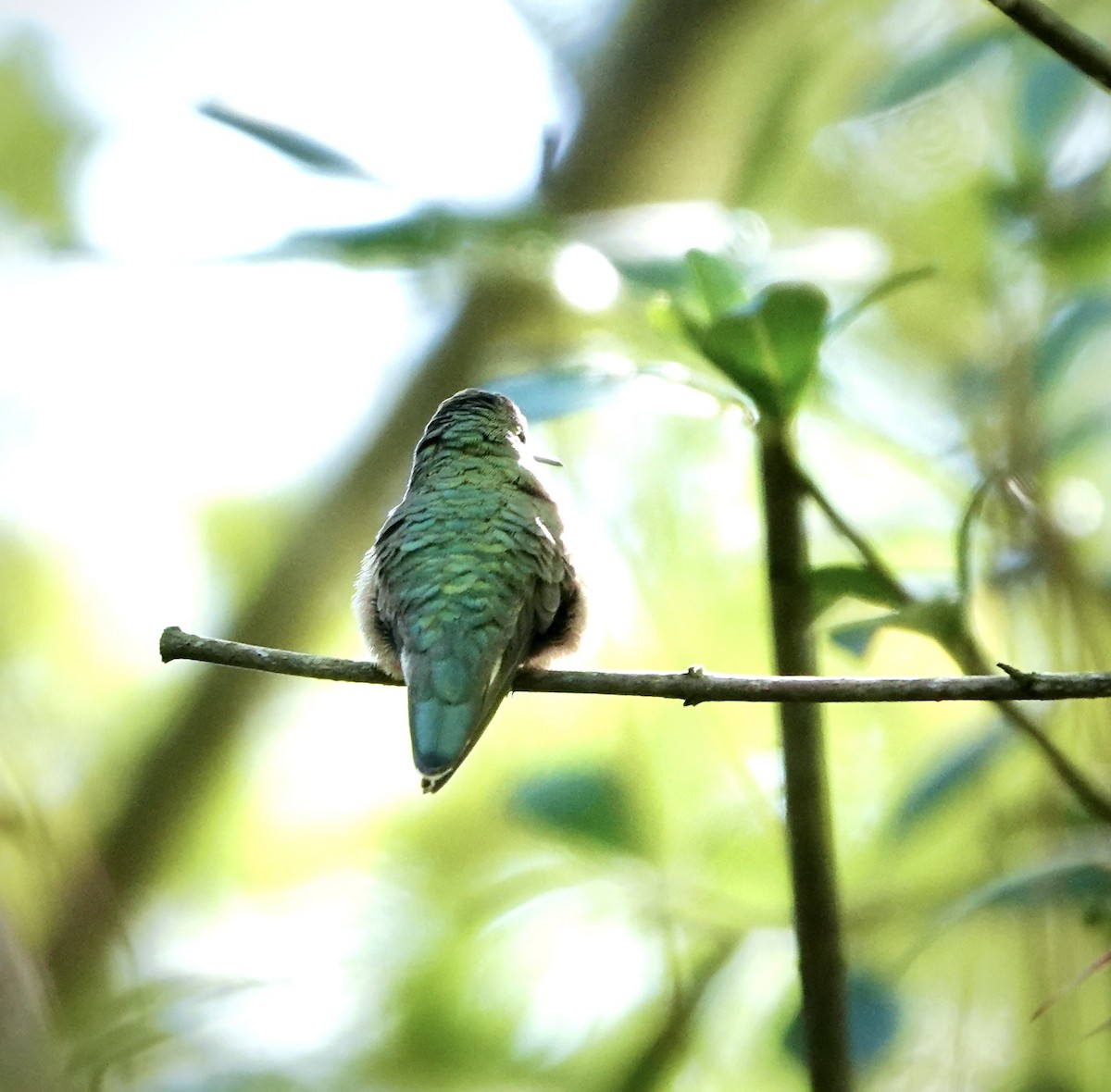 Broad-tailed Hummingbird - Sue Orwig