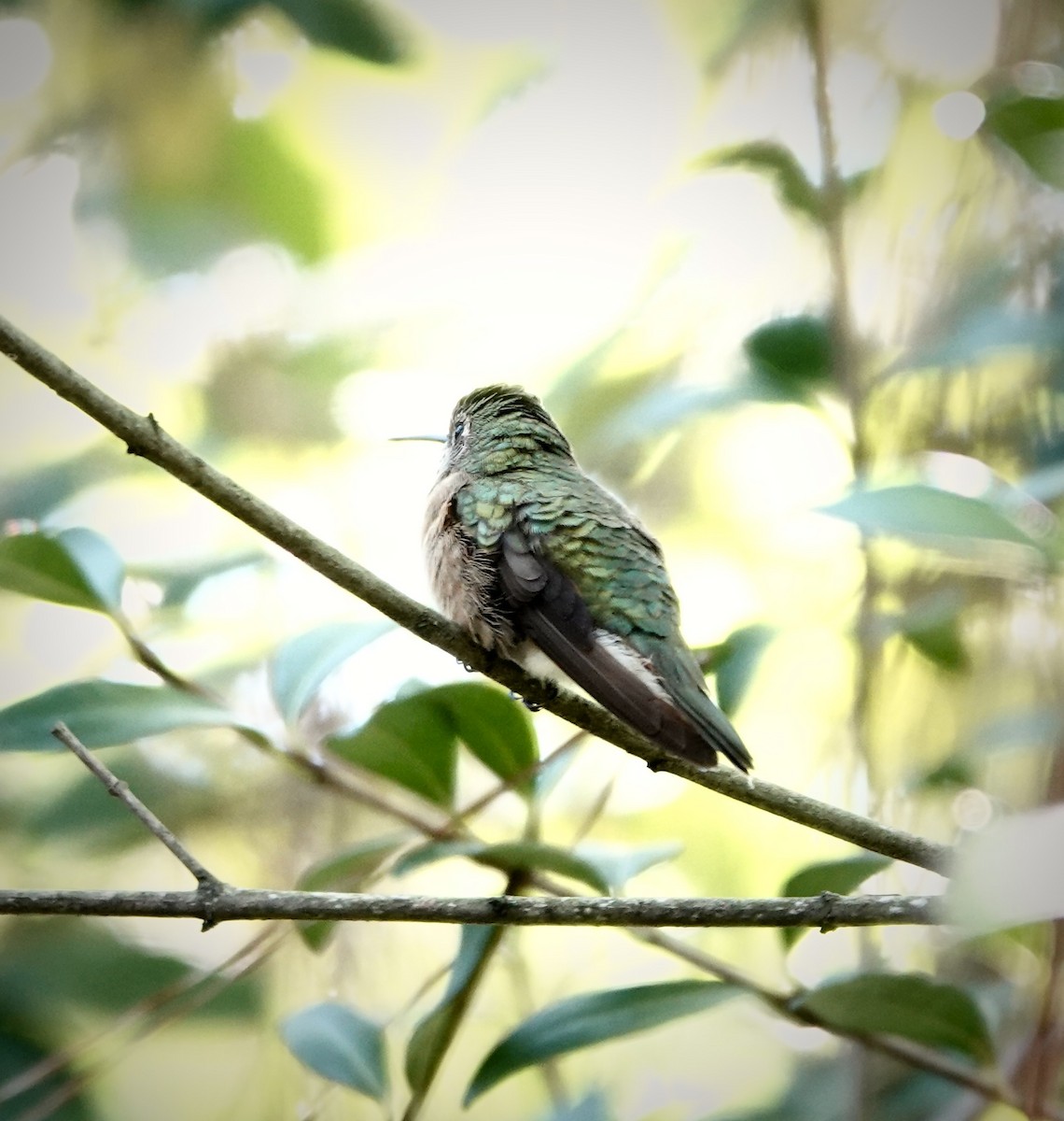 Broad-tailed Hummingbird - ML610034528