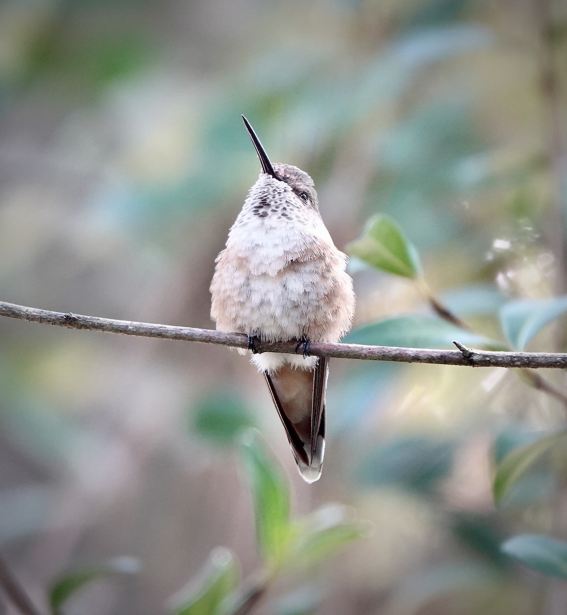 Broad-tailed Hummingbird - ML610034547