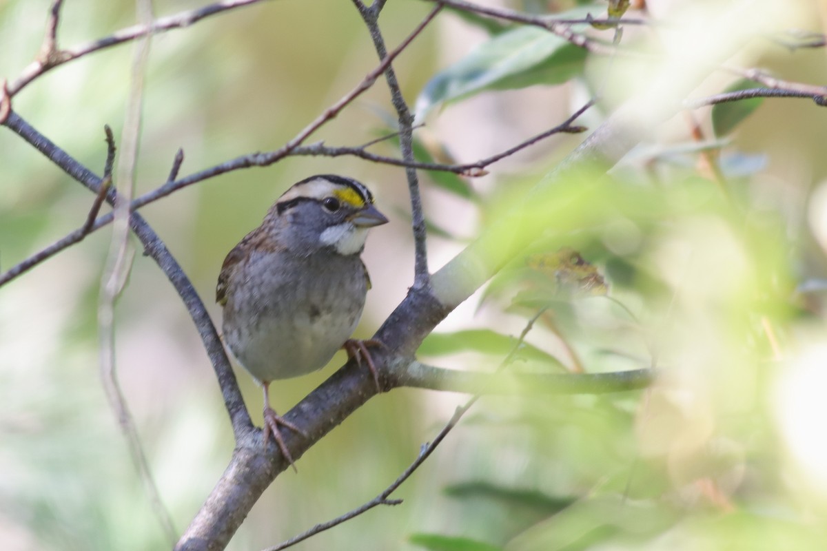 White-throated Sparrow - ML610034598