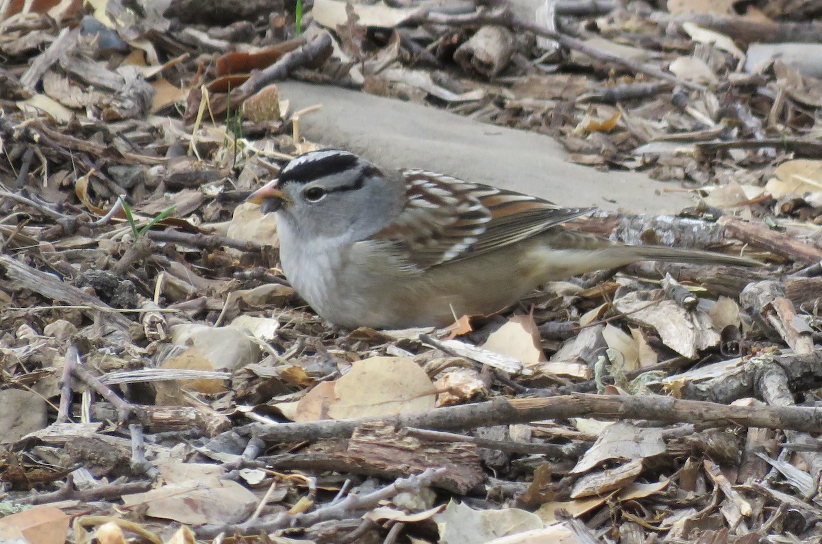 White-crowned Sparrow - Bruce Deuel