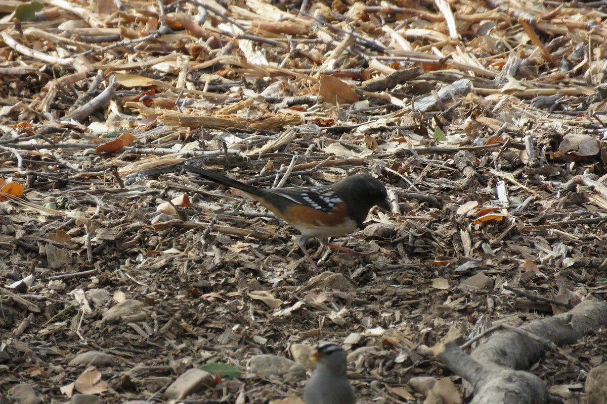 Spotted Towhee - ML610034826