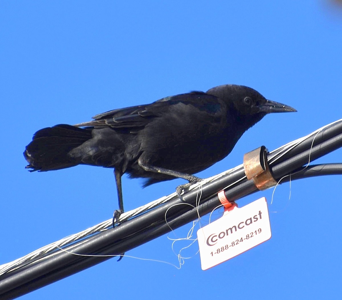 Boat-tailed Grackle - ML610035106