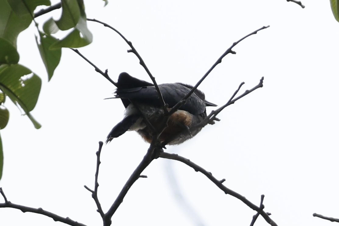 Swallow-winged Puffbird - ML610035233