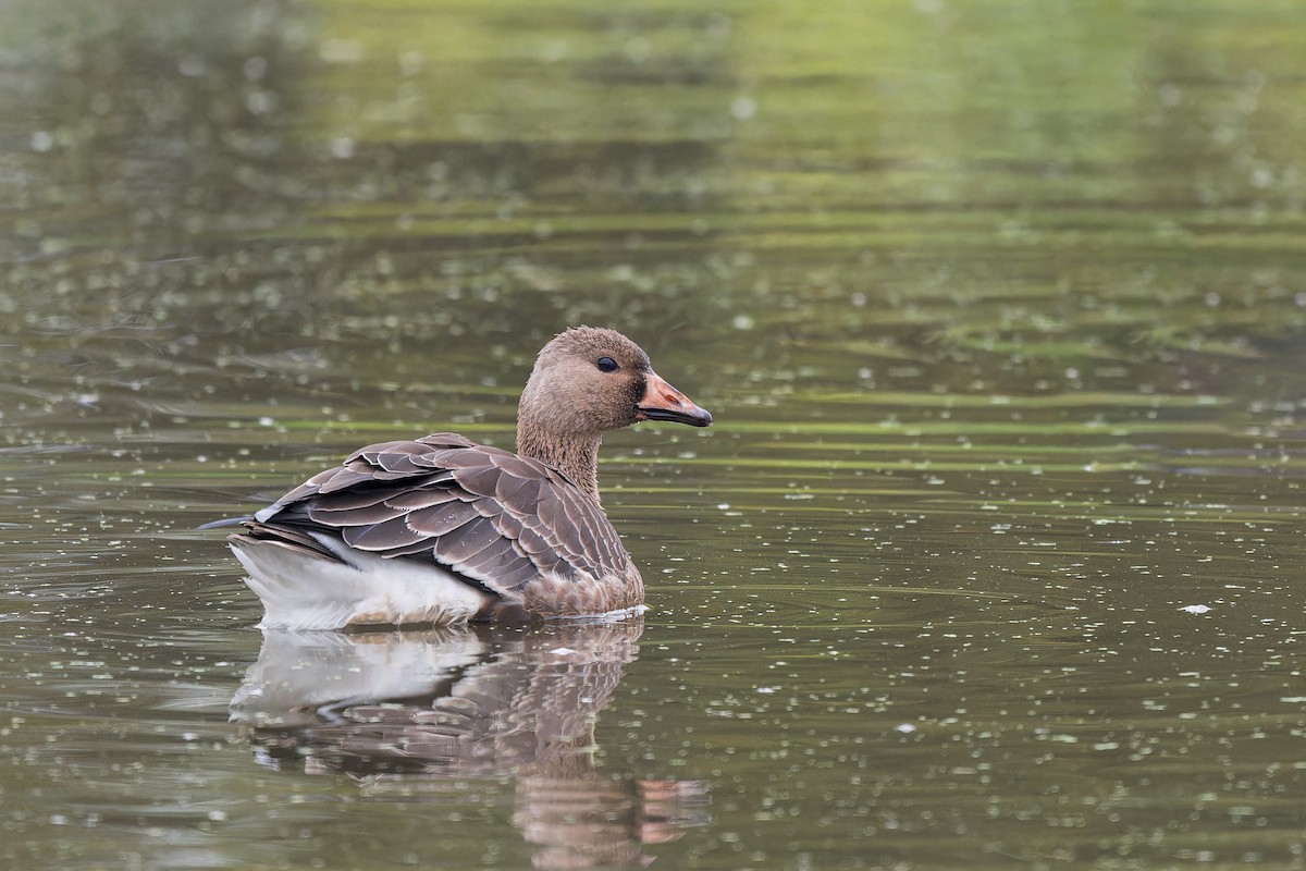 Greater White-fronted Goose - ML610035288